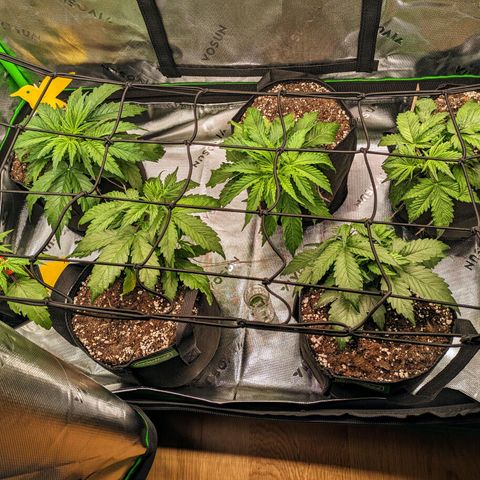 🧀 Cheese [bio] [auto] [LST] [unknown-genetic] growlog photo: Scrog starting soon