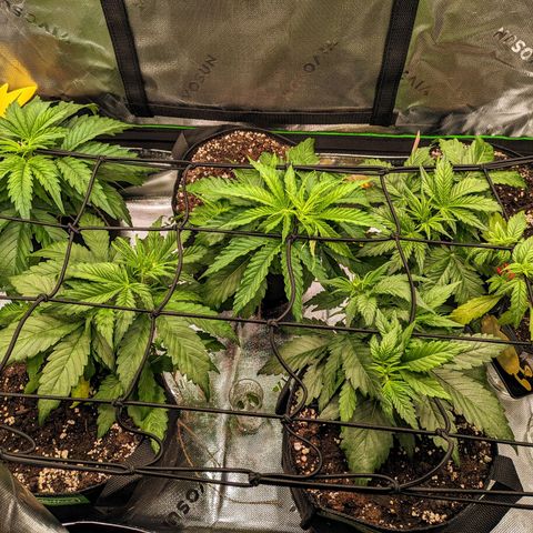 🧀 Cheese [bio] [auto] [LST] [unknown-genetic] growlog timeline photo