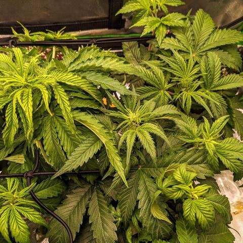 🧀 Cheese [bio] [auto] [LST] [unknown-genetic] growlog timeline photo