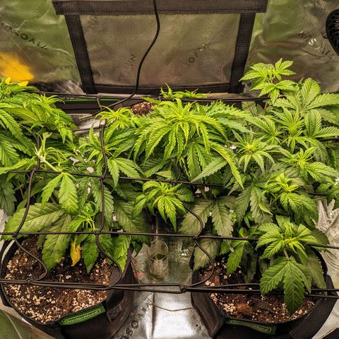 🧀 Cheese [bio] [auto] [LST] [unknown-genetic] growlog timeline photo