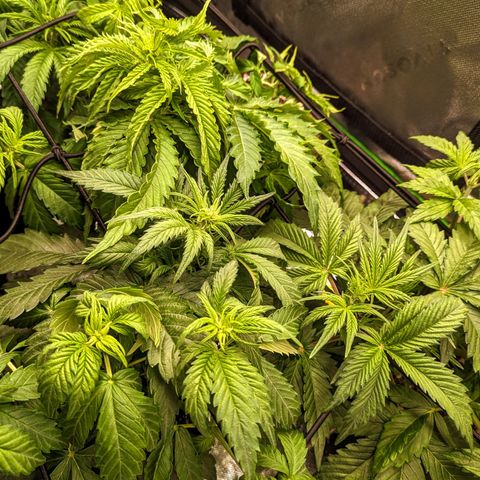 🧀 Cheese [bio] [auto] [LST] [unknown-genetic] growlog timeline photo
