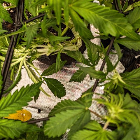 🧀 Cheese [bio] [auto] [LST] [unknown-genetic] growlog photo: flowering/scrog