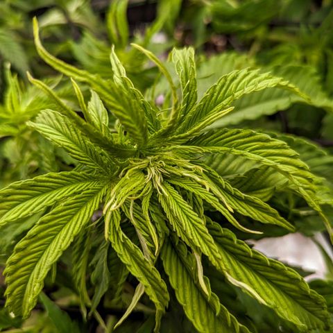🧀 Cheese [bio] [auto] [LST] [unknown-genetic] growlog photo: flowering/scrog