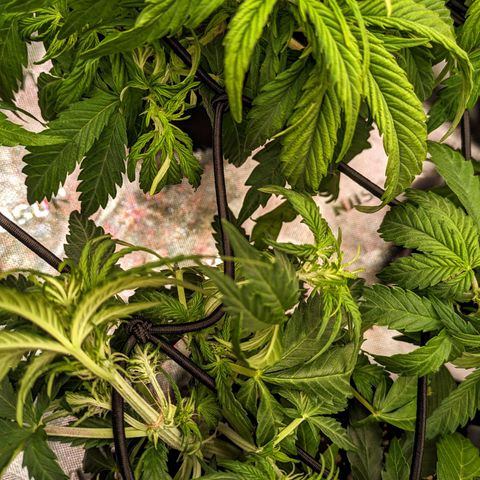 🧀 Cheese [bio] [auto] [LST] [unknown-genetic] growlog photo: flowering/scrog
