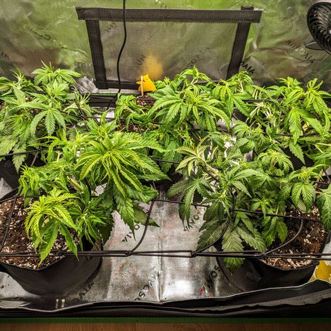 🧀 Cheese [bio] [auto] [LST] [unknown-genetic] growlog photo: reorganization/scrog