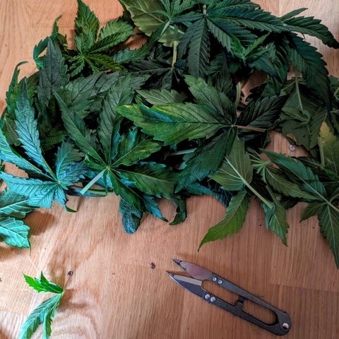 🧀 Cheese [bio] [auto] [LST] [unknown-genetic] growlog photo: healthy and delicious smoothie for tomorrow 🥤😋🍁