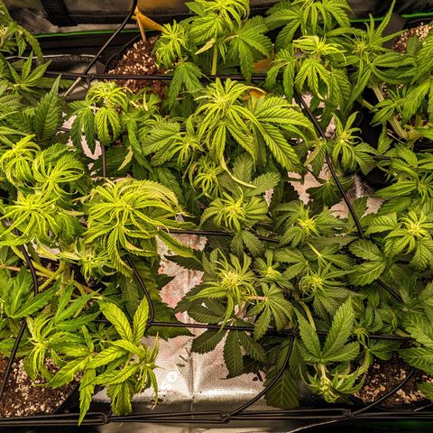 🧀 Cheese [bio] [auto] [LST] [unknown-genetic] growlog timeline photo