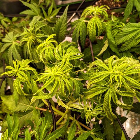 🧀 Cheese [bio] [auto] [LST] [unknown-genetic] growlog timeline photo