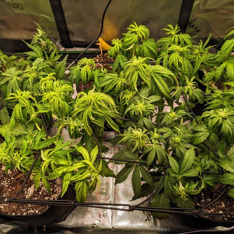 🧀 Cheese [bio] [auto] [LST] [unknown-genetic] growlog timeline photo