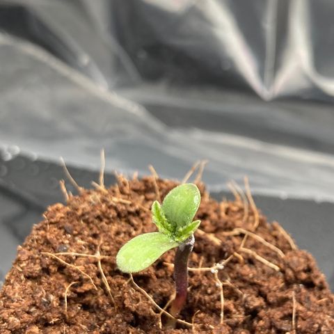 HulkBerry Automatic growlog photo: Pousse mais pas en forme (les feuilles s’ouvrent tout juste)