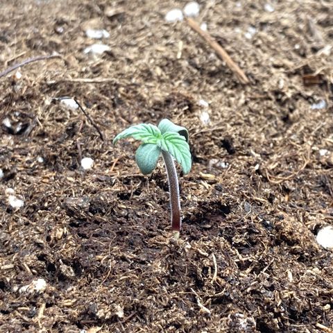 Royal Bluematic growlog timeline photo