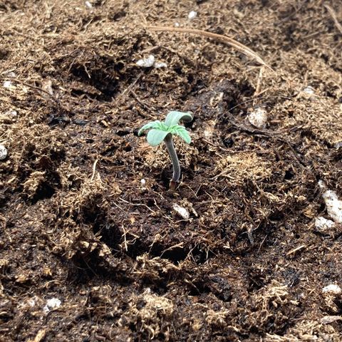 HulkBerry Automatic growlog timeline photo