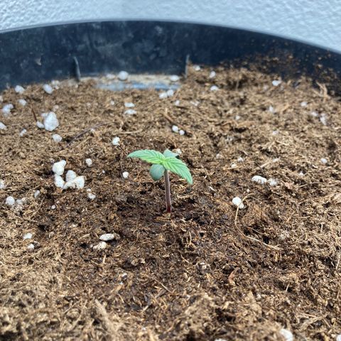 Royal Bluematic growlog timeline photo