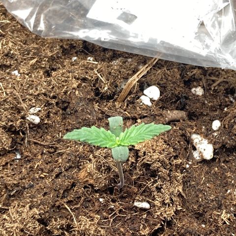 HulkBerry Automatic growlog timeline photo