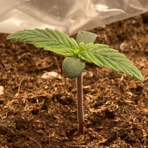 Royal Bluematic growlog timeline photo