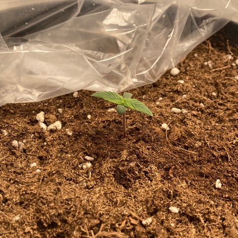 Royal Bluematic growlog timeline photo