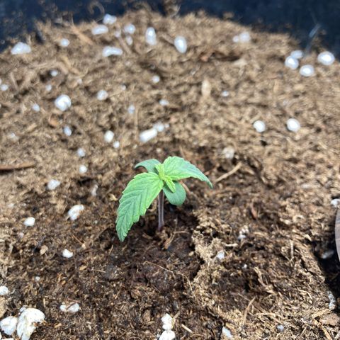 Royal Bluematic growlog timeline photo