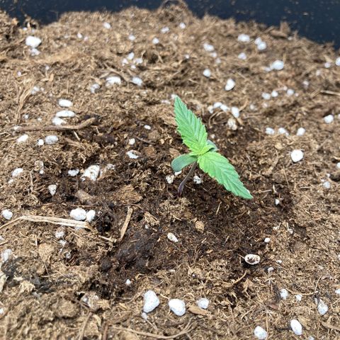 HulkBerry Automatic growlog timeline photo