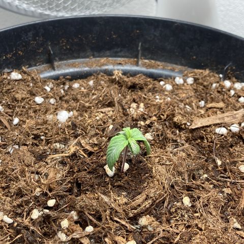 Royal Bluematic growlog timeline photo