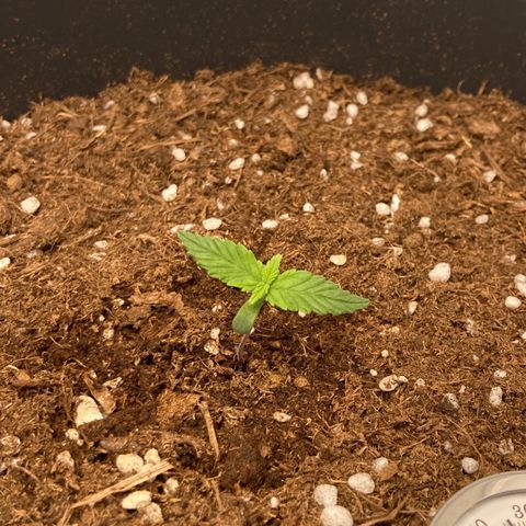 HulkBerry Automatic growlog timeline photo