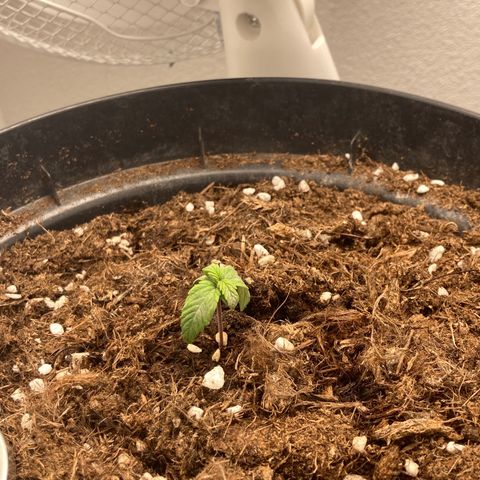 Royal Bluematic growlog timeline photo