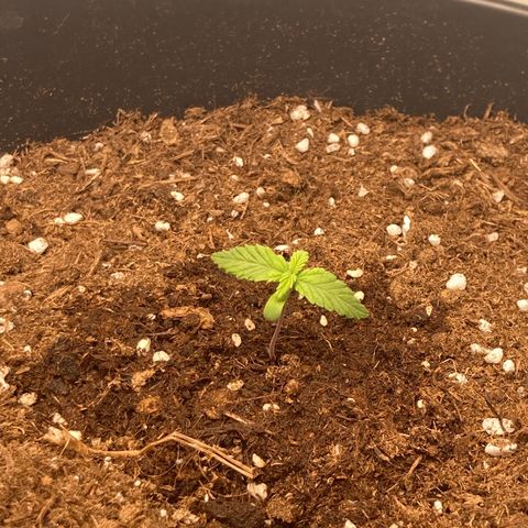 HulkBerry Automatic growlog timeline photo