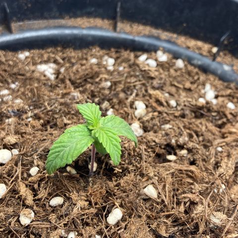 Royal Bluematic growlog timeline photo