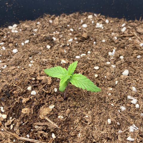 HulkBerry Automatic growlog timeline photo