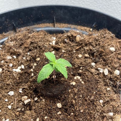 Royal Bluematic growlog timeline photo