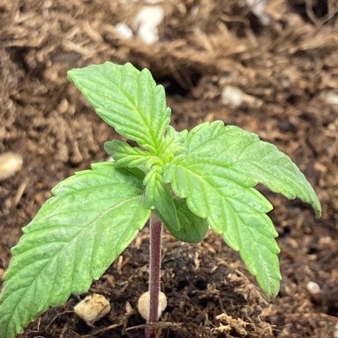 Royal Bluematic growlog timeline photo