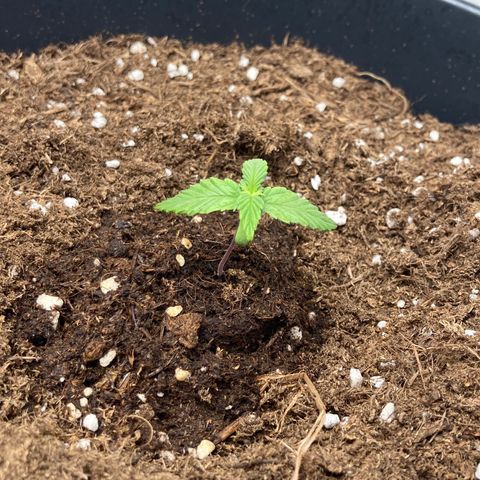 HulkBerry Automatic growlog timeline photo