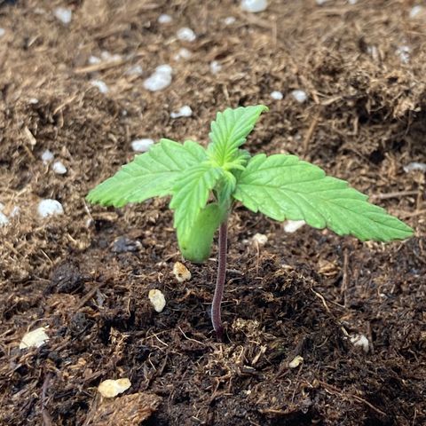 HulkBerry Automatic growlog timeline photo