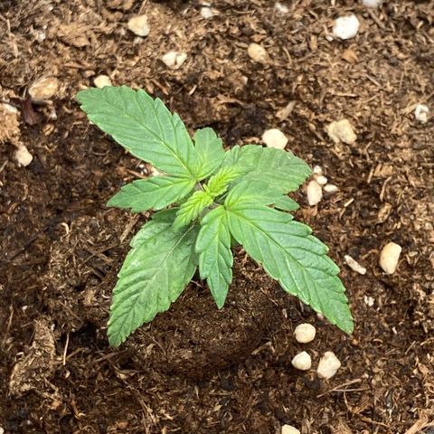 Royal Bluematic growlog timeline photo