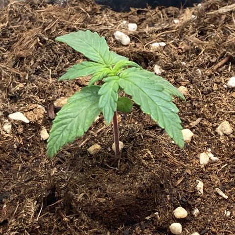 Royal Bluematic growlog timeline photo