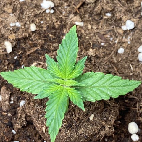 HulkBerry Automatic growlog timeline photo