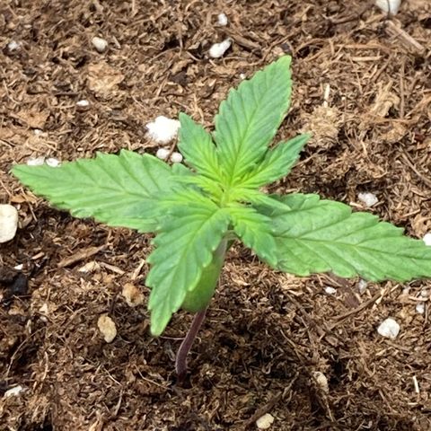 HulkBerry Automatic growlog timeline photo