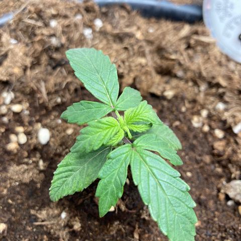Royal Bluematic growlog timeline photo