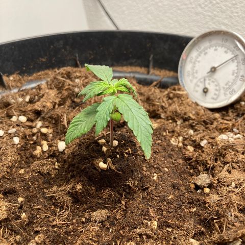 Royal Bluematic growlog timeline photo