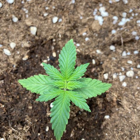 HulkBerry Automatic growlog timeline photo