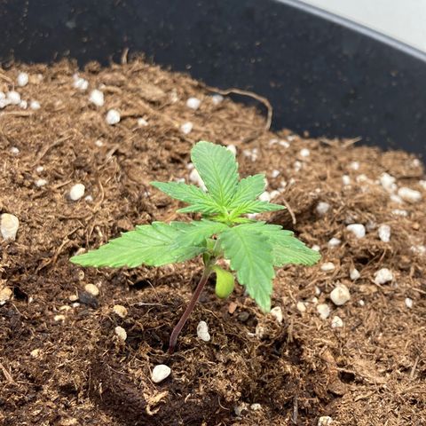 HulkBerry Automatic growlog timeline photo