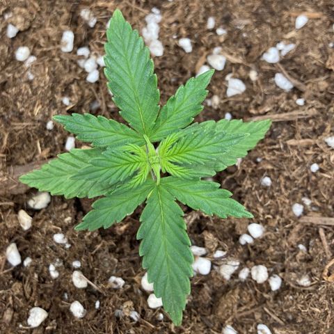 HulkBerry Automatic growlog timeline photo