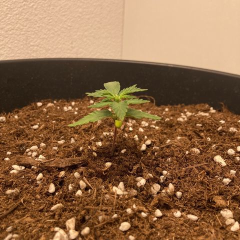 HulkBerry Automatic growlog timeline photo