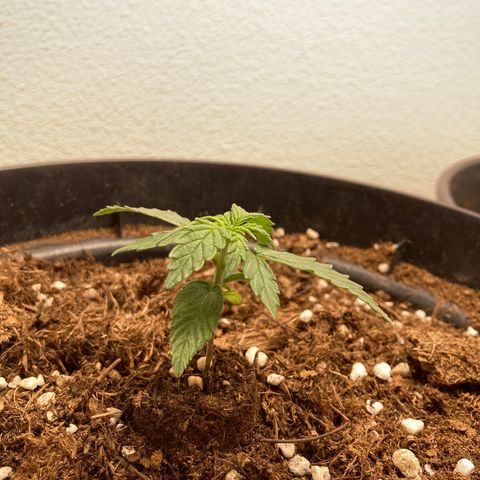 Royal Bluematic growlog timeline photo