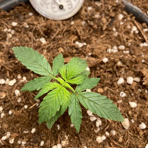 Royal Bluematic growlog timeline photo