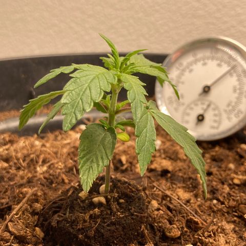 Royal Bluematic growlog timeline photo
