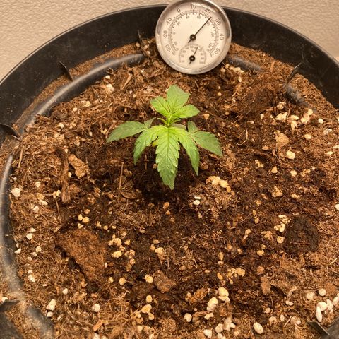 Royal Bluematic growlog timeline photo