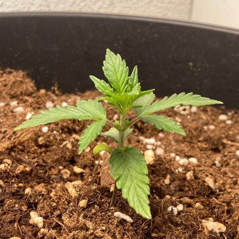 HulkBerry Automatic growlog timeline photo