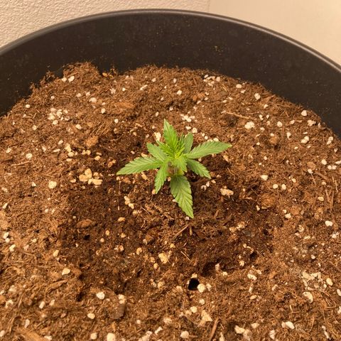 HulkBerry Automatic growlog timeline photo