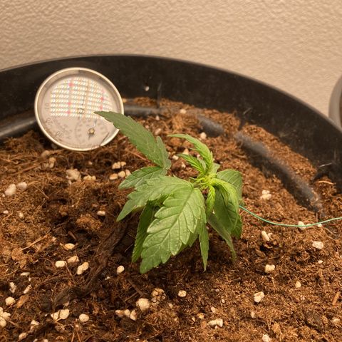 Royal Bluematic growlog timeline photo