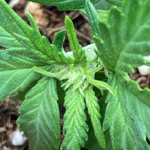 HulkBerry Automatic growlog timeline photo